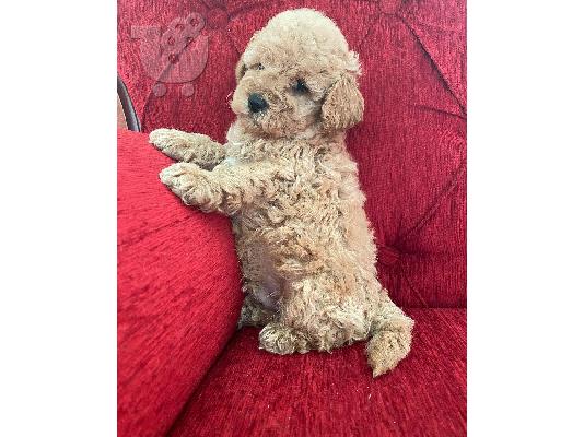 PoulaTo: Κουτάβια Poodle