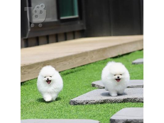 Προσφορά χαριτωμένων κουταβιών Pomeranian