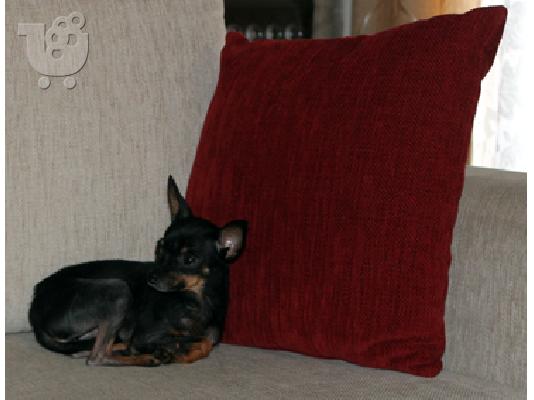 Πωλήται σε τιμή ευκαιρίας Russian Toy Terrier