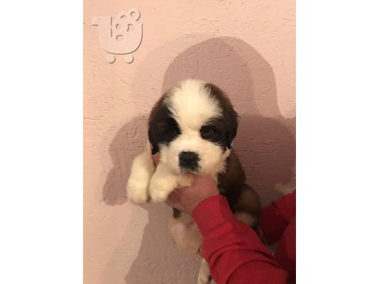 PoulaTo: Κουτάβια Saint Bernard