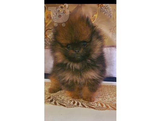 Pomeranian BOO αρκουδάκια