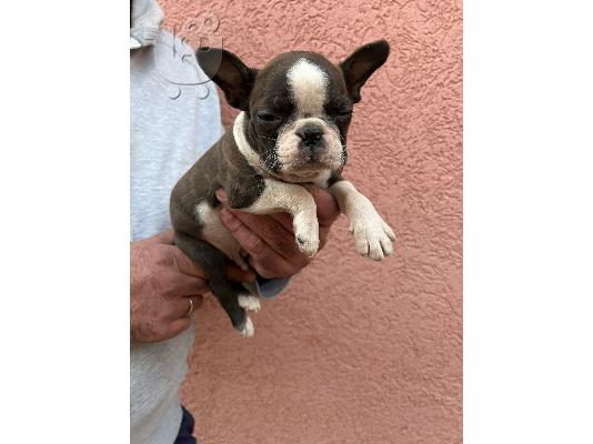 Κουτάβια Boston Terrier