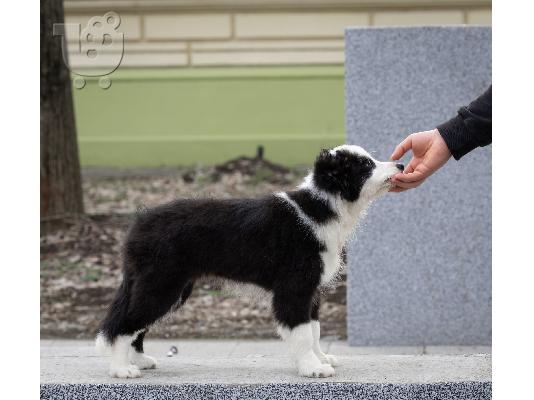 Κουτάβια Border Collie