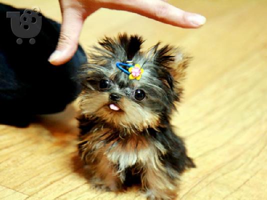 PoulaTo: Yorkie Puppies