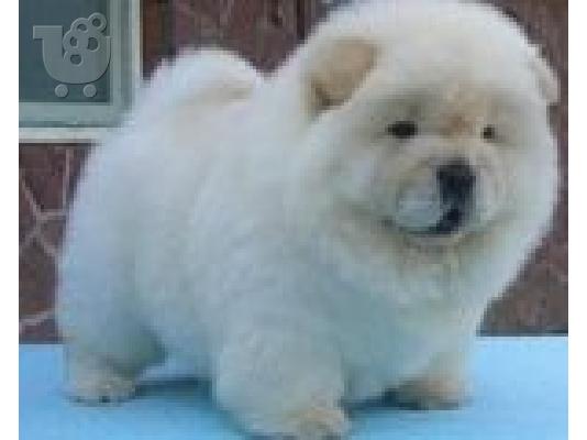 PoulaTo: CHOW CHOW tsoou tsoou