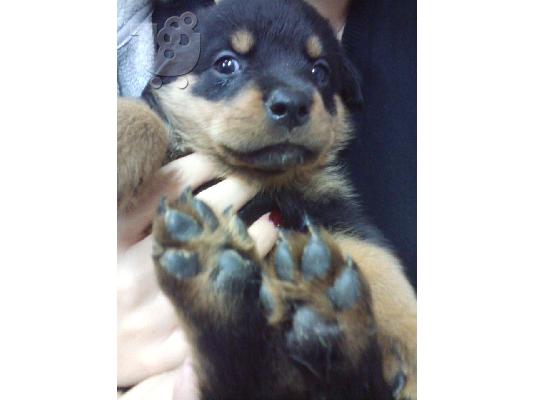 ΠΩΛΟΥΝΤΑΙ ΚΑΘΑΡΟΑΙΜΑ ΚΟΥΤΑΒΙΑ ROTTWEILER