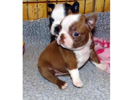 PoulaTo: Boston Terrier pups for Good home