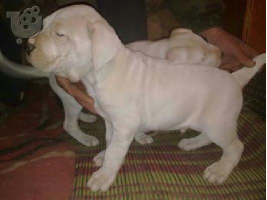Dogo Argentino καθαροαιμα κουταβια 6979314054 ΕΛΛΑΔΑ