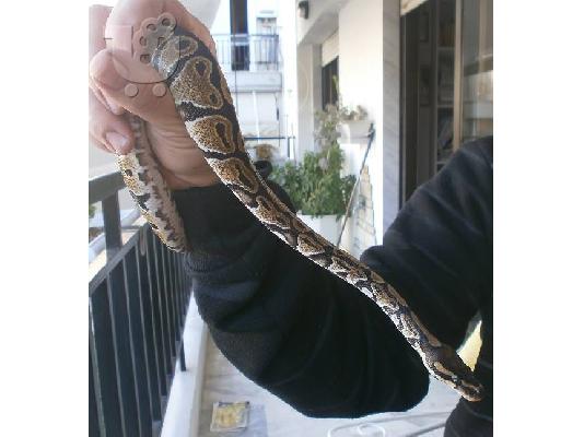 PoulaTo: ΒΑLL PYTHON ΠΩΛΕΙΤΑΙ