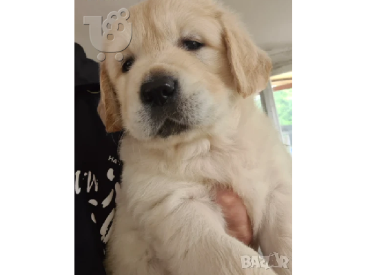 PoulaTo: Όμορφα κουτάβια Golden Retriever
