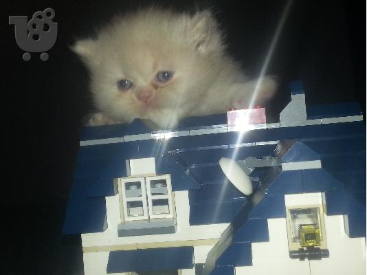 Περσικό γατάκι