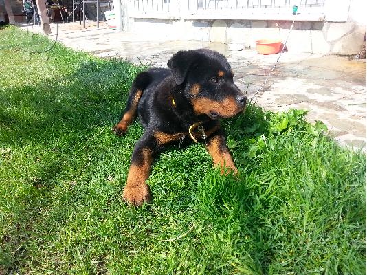 PoulaTo: rottweiler καθαρόαιμο