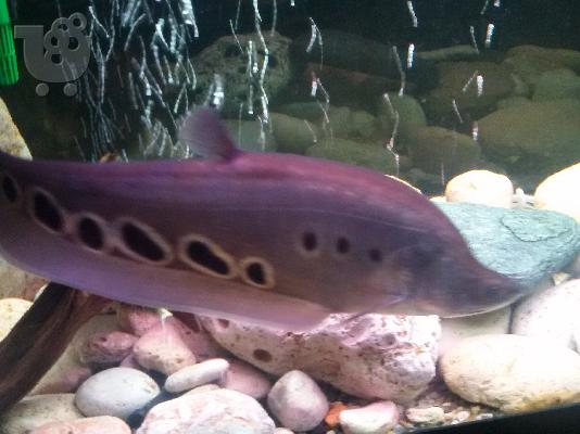 PoulaTo: clown knifefish
