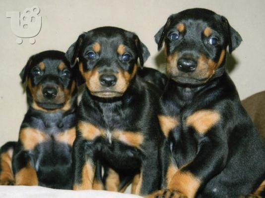 Dobermann