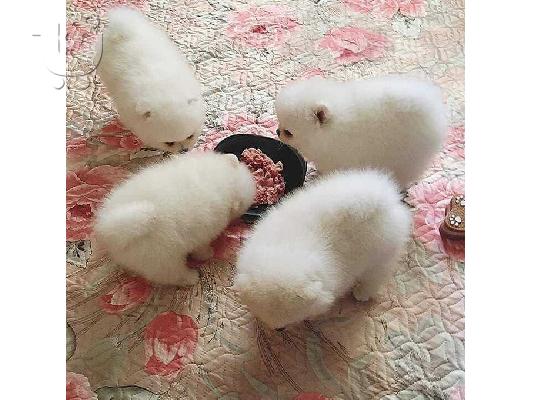 Καταπληκτικά κουτάβια από Pomeranian!