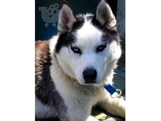 ΧΑΣΚΥ Σιβηρίας (Siberian Husky) κουταβάκια