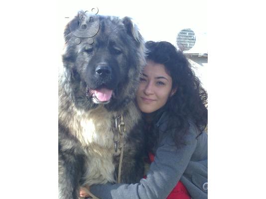 Kennel "Dushman" sale male Caucasian Shepherd 
