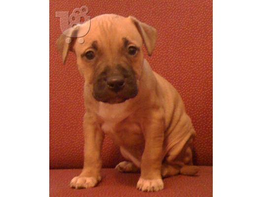 American pitbull terrier