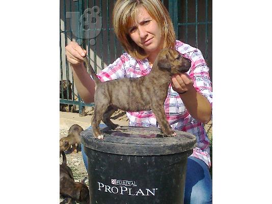 PoulaTo: pressa canario
