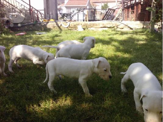 PoulaTo: DOGO ARGENTINO