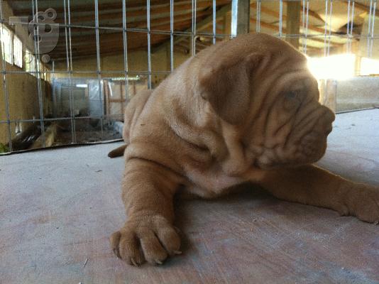 PoulaTo: πωλειται θυλικο μαστιφ κουταβι- dogue de bordeaux