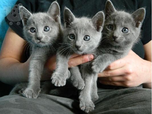 PoulaTo: British blue kitten