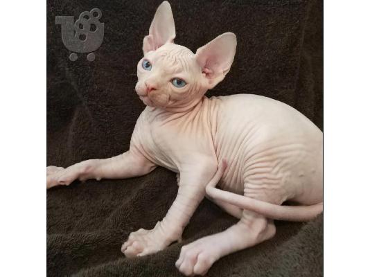 Γατάκια Sphynx για υιοθεσία