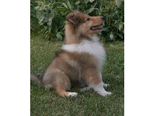 PoulaTo: collie