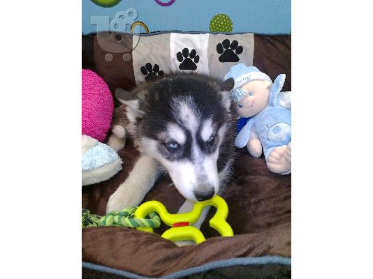 PoulaTo: Huskey