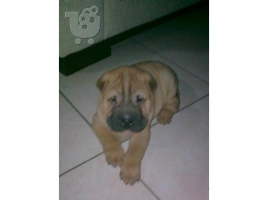 PoulaTo: πωλειται καθαροαιμο Shar-pei Σαρ Πέι