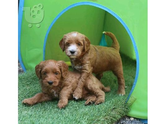 Χαριτωμένα κουτάβια Labradoodle