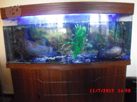 PACU 40 CM