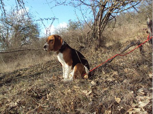 Beagle