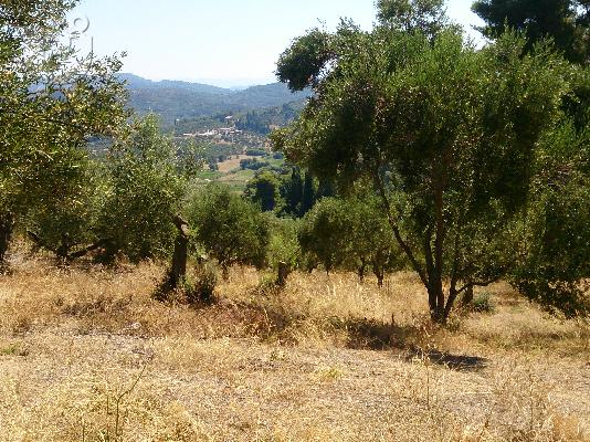 PoulaTo: Αγροτεμάχιο 4600τμ στην Κρέστενα