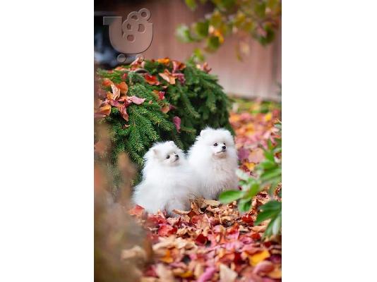 Δύο φοβερά κουτάβια Pomeranian