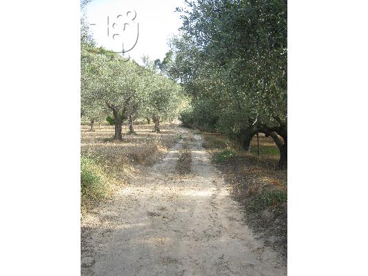 Πωλείται αγροτεμάχιο, περιοχή Γελινιατίκων Δήμου Ξυλοκάστρου...