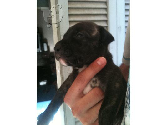 PoulaTo: pitbull