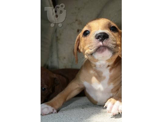 PITBULL REDNOSE