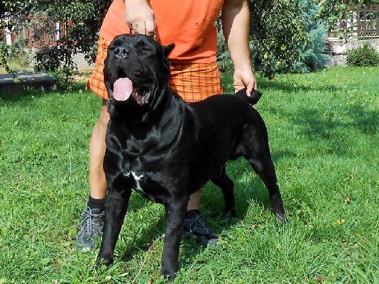 CANE CORSO TOP