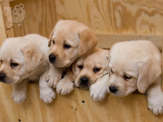 LABRADOR