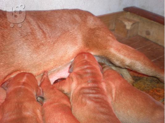 ΠΩΛΟΥΝΤΑΙ ΚΟΥΤΑΒΙΑ DOGUE DE BORDEAUX-ΓΑΛΛΙΚΟ ΜΑΣΤΙΦ