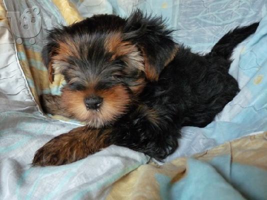 YORKSHIRE TERRIER 1 ΘΗΛΥΚΟ και 1 ΑΡΣΕΝΙΚΟ
