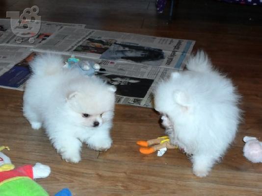 PoulaTo: pomeranian μωρά για υιοθεσία.