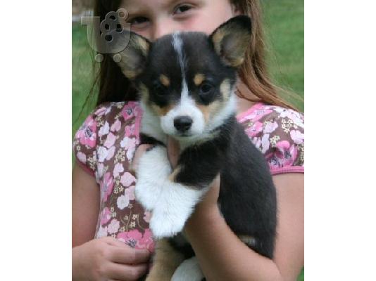 Κουτάβια Pembroke Welsh Corgi