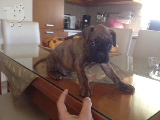 PoulaTo: ΠΩΛΕΙΤΑΙ BOXER