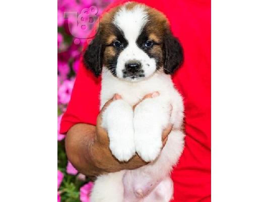 PoulaTo: Κουτάβια Saint Bernard