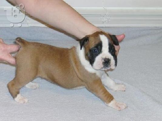PoulaTo: boxer puppies