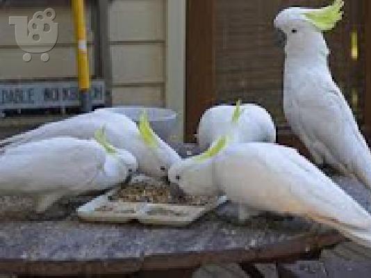 PoulaTo: μιλάμε cockatoo παπαγάλος για € 200