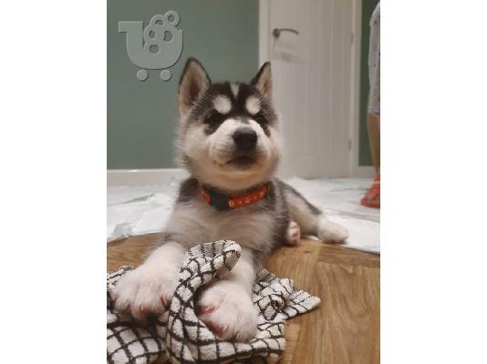PoulaTo: Εκπληκτικά κουτάβια Husky Σιβηρίας