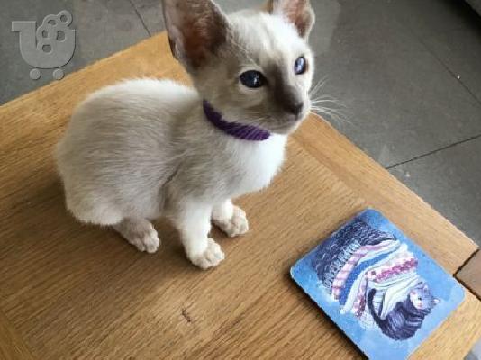 PoulaTo: Siamese Kittens